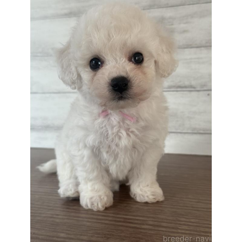 販売中の三重県のビションフリーゼ-428044の5枚目