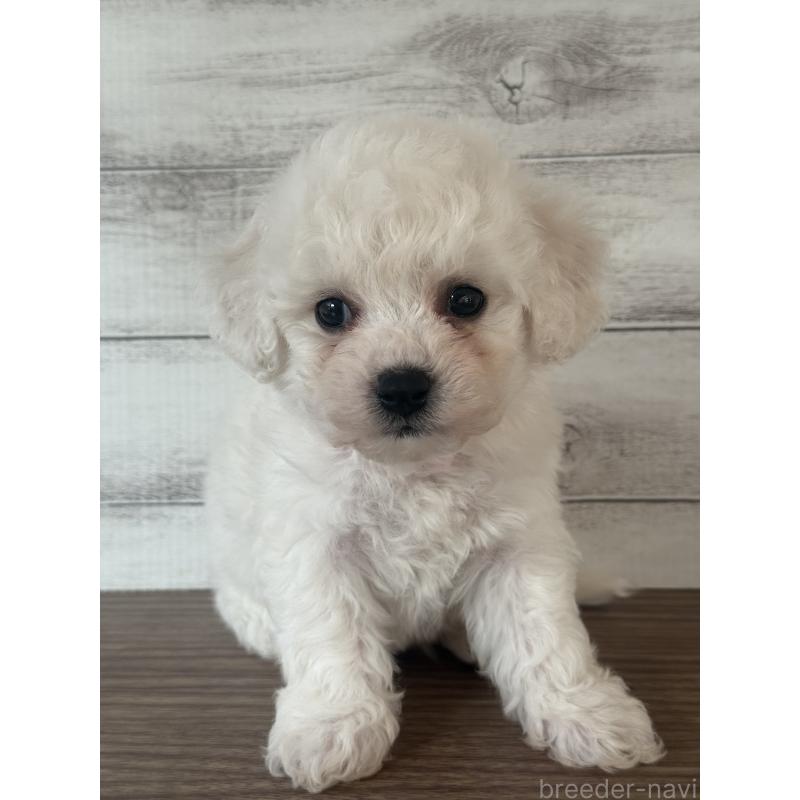 販売中の三重県のビションフリーゼ-428044の4枚目