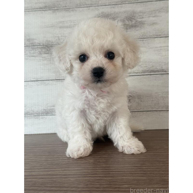 販売中の三重県のビションフリーゼ-428044の3枚目