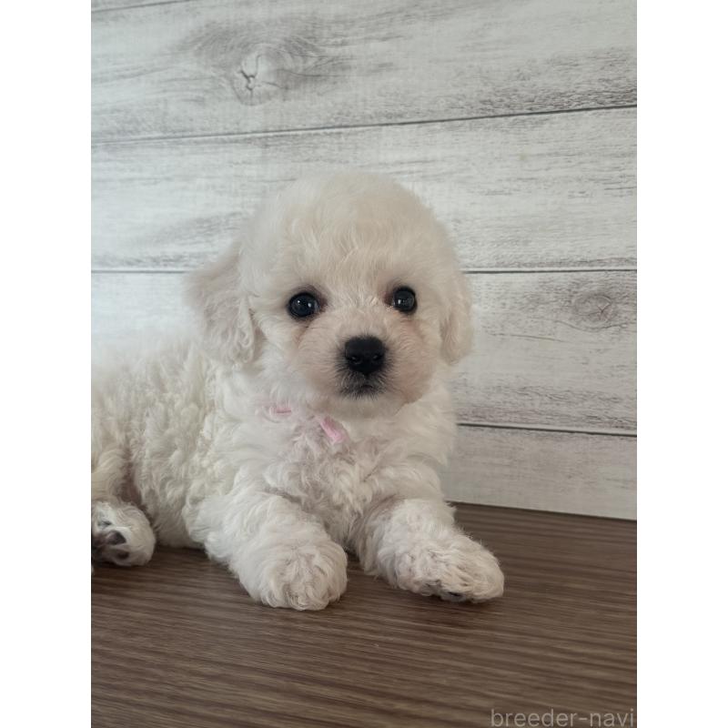 販売中の三重県のビションフリーゼ-428044の2枚目