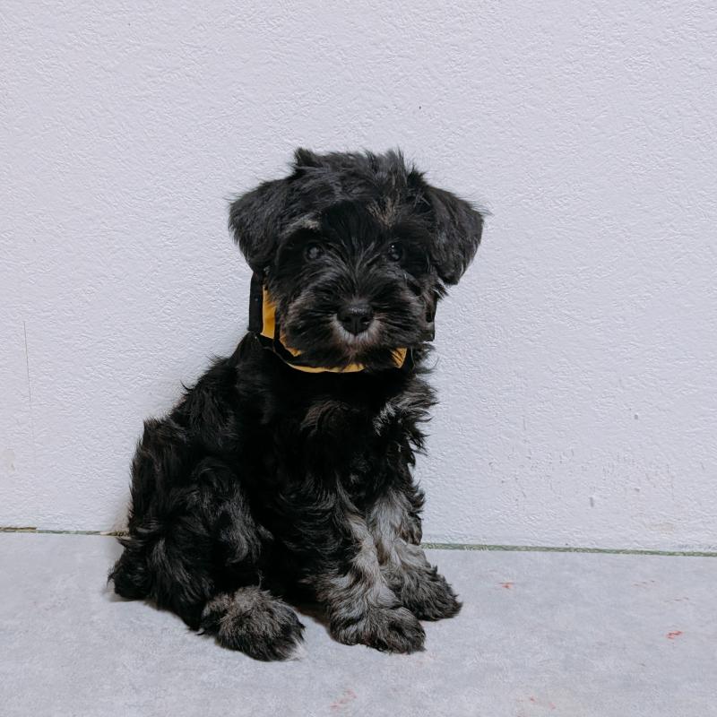 販売中の長崎県のミニチュアシュナウザー-428045の4枚目