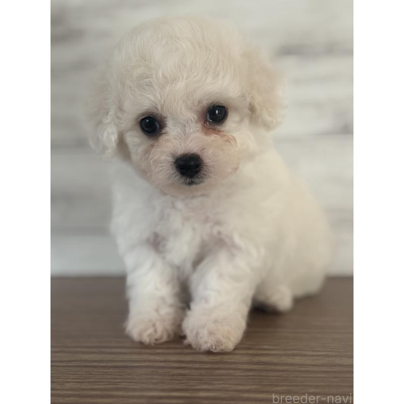 販売中の三重県のビションフリーゼ-428046の5枚目