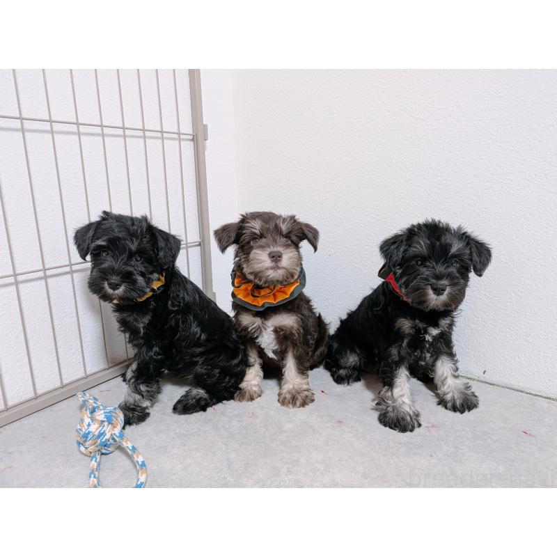 販売中の長崎県のミニチュアシュナウザー-428045の3枚目