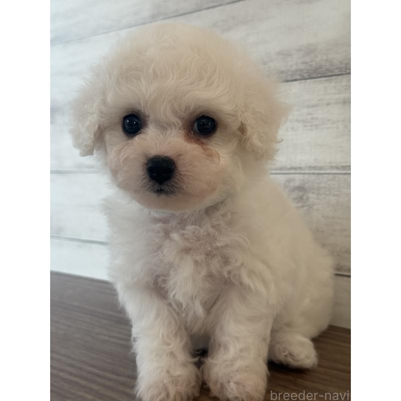 販売中の三重県のビションフリーゼ-428046の4枚目