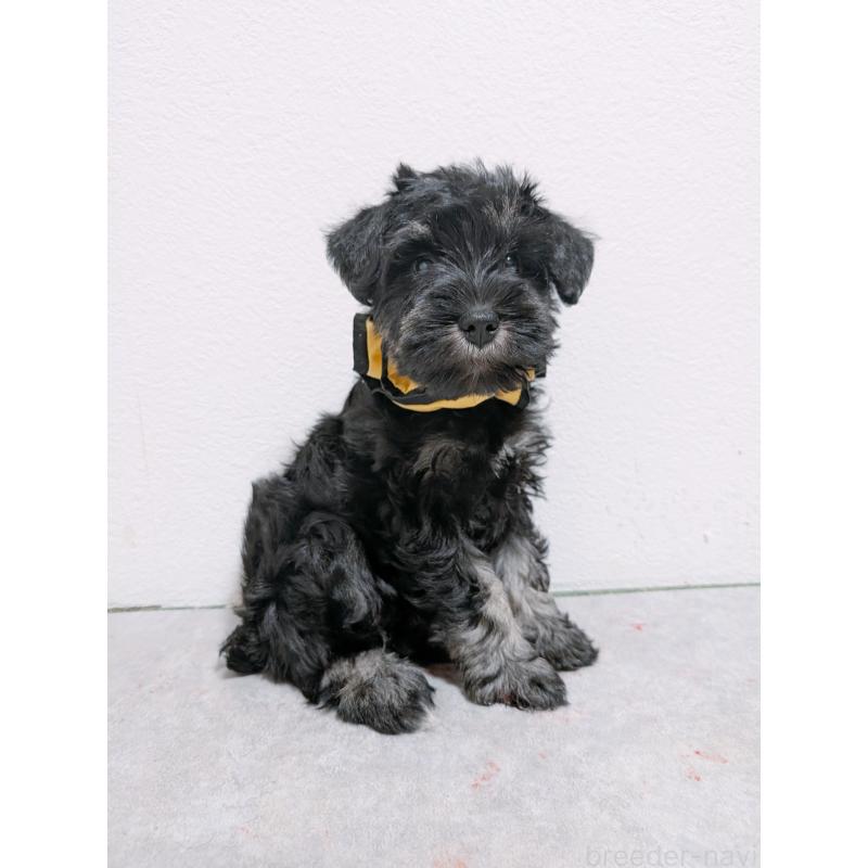 販売中の長崎県のミニチュアシュナウザー-428045の2枚目