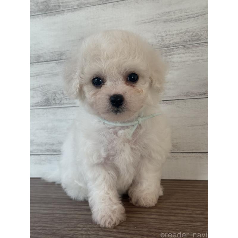 販売中の三重県のビションフリーゼ-428046の3枚目