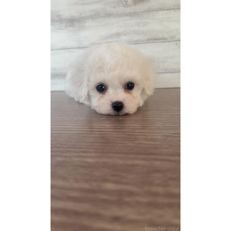 販売中の三重県のビションフリーゼ-428046の2枚目