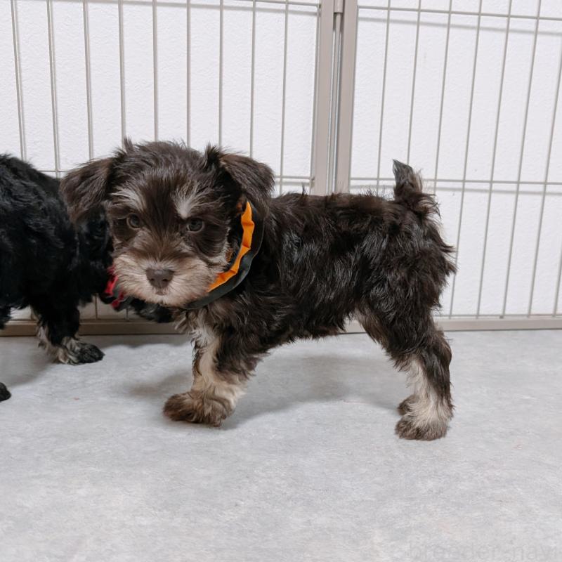 商談中の長崎県のミニチュアシュナウザー-428047の4枚目