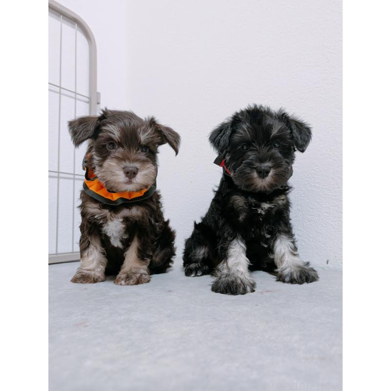 商談中の長崎県のミニチュアシュナウザー-428047の3枚目