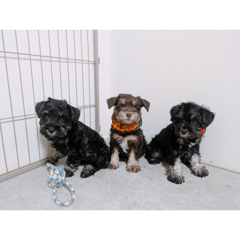 商談中の長崎県のミニチュアシュナウザー-428047の2枚目