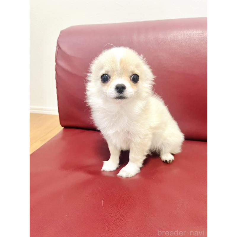 販売中の愛知県のチワワ(ロングコート)-419716の3枚目