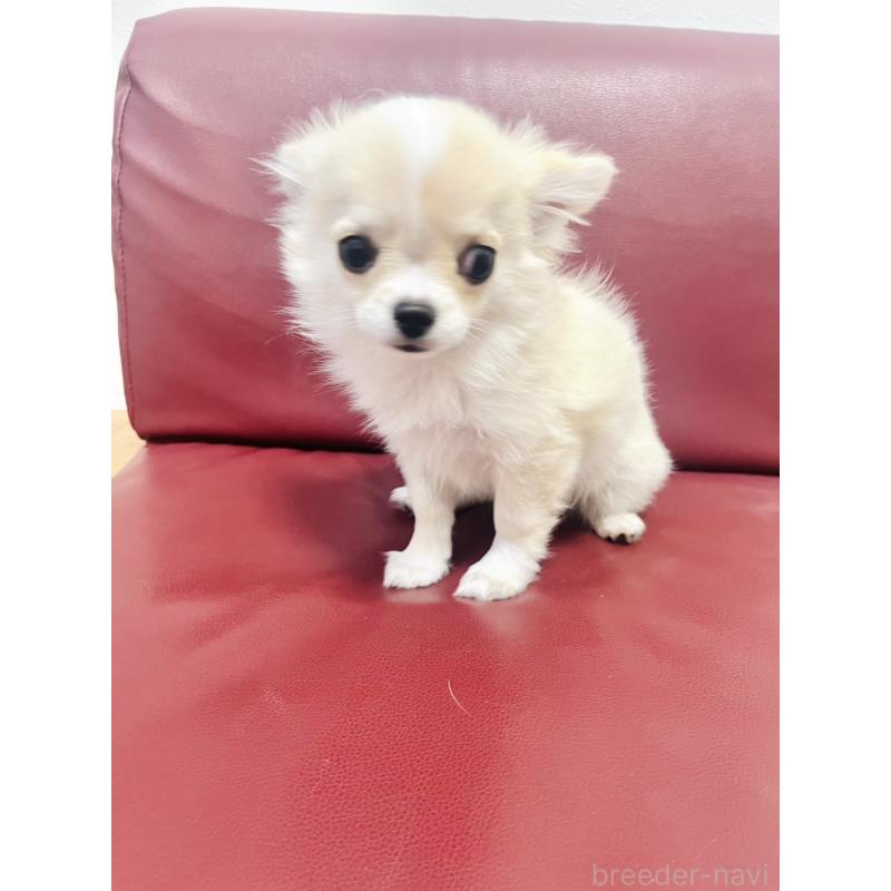 販売中の愛知県のチワワ(ロングコート)-419716の2枚目