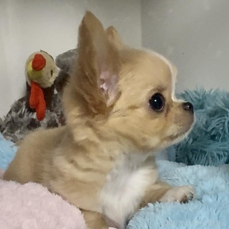 販売中の東京都のチワワ(ロングコート)-423973の5枚目