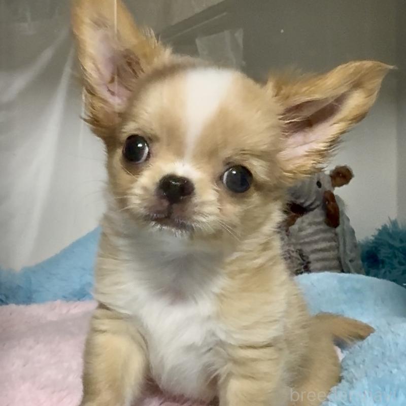 販売中の東京都のチワワ(ロングコート)-423973の4枚目