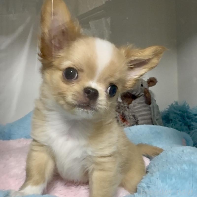 販売中の東京都のチワワ(ロングコート)-423973の3枚目