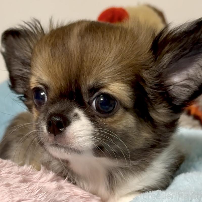 販売中の東京都のチワワ(ロングコート)-423971の3枚目