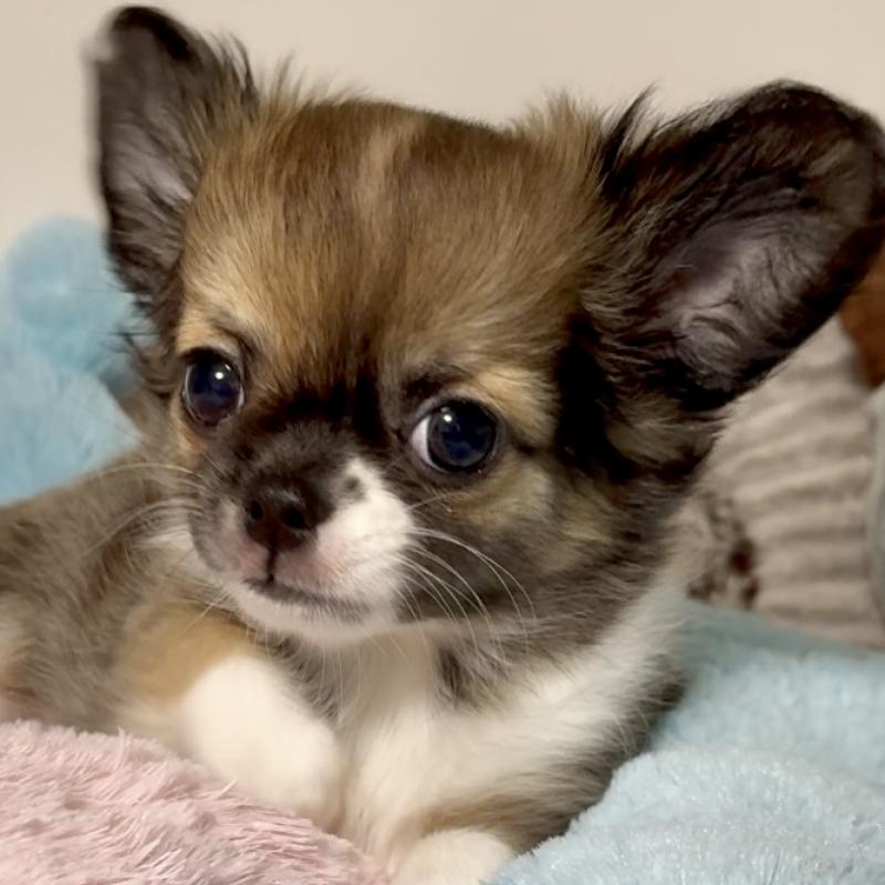 販売中の東京都のチワワ(ロングコート)-423971