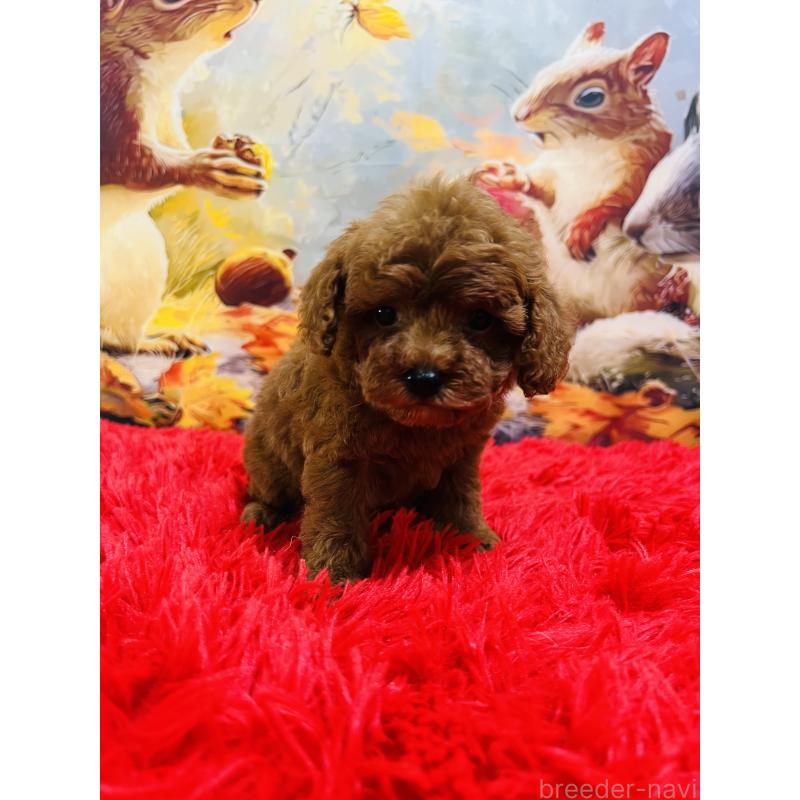 販売中の茨城県のトイプードル-427880の3枚目