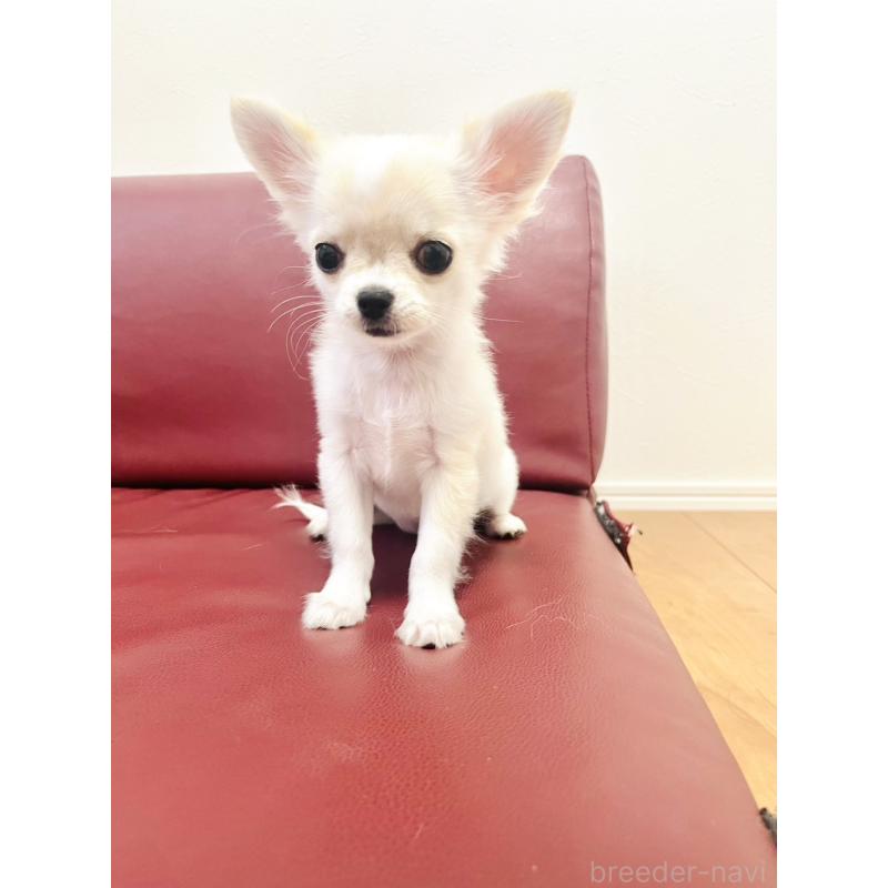 販売中の愛知県のチワワ(ロングコート)-419715の5枚目