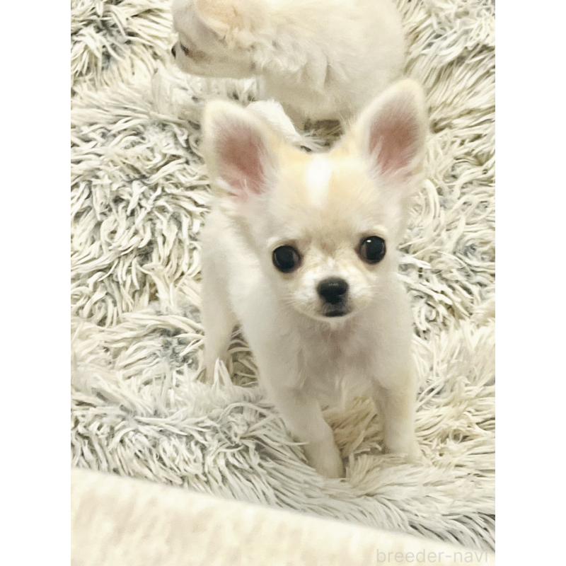 販売中の愛知県のチワワ(ロングコート)-419715の4枚目