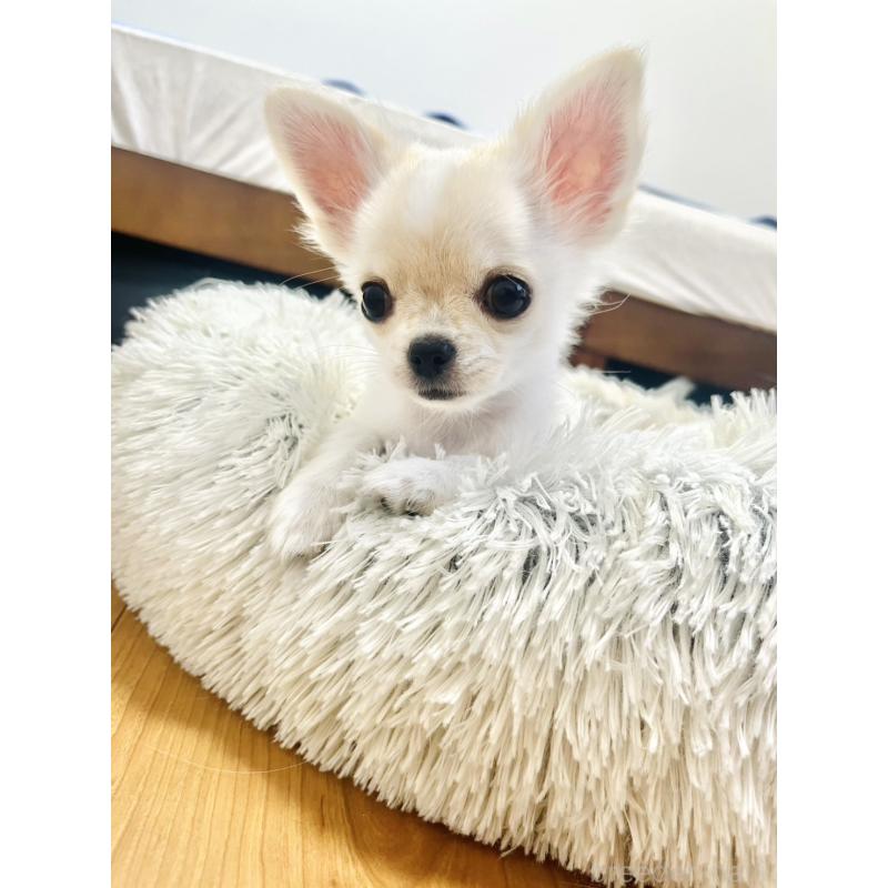 販売中の愛知県のチワワ(ロングコート)-419715の3枚目