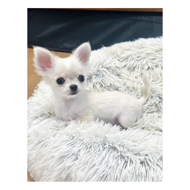 販売中の愛知県のチワワ(ロングコート)-419715の2枚目