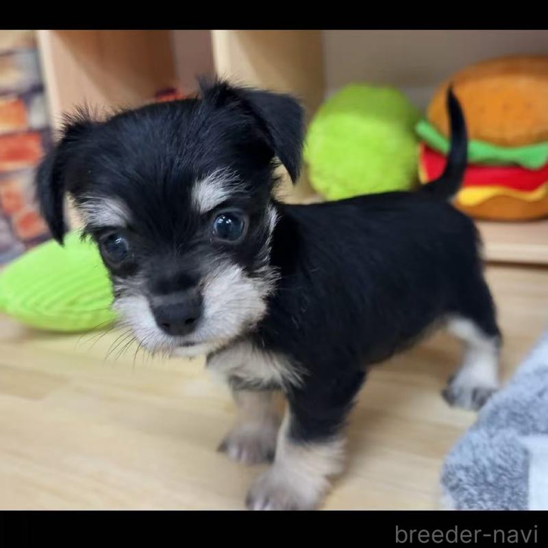 販売中の東京都のミックス犬-428059の8枚目