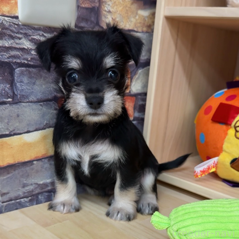 販売中の東京都のミックス犬-428059の7枚目