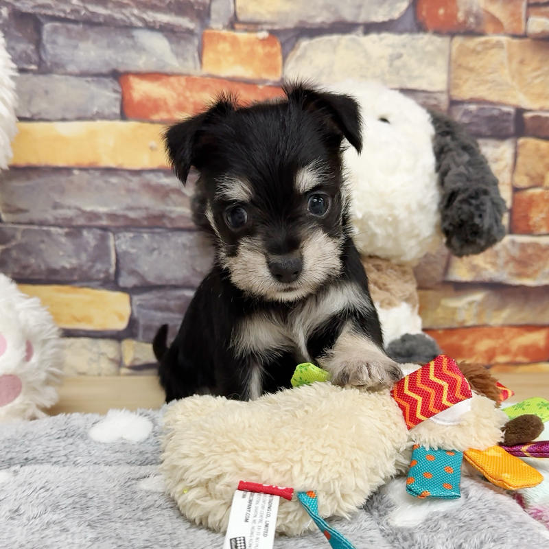 販売中の東京都のミックス犬-428059の6枚目