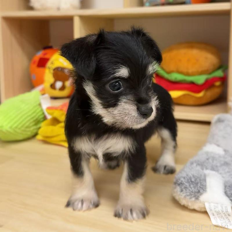 販売中の東京都のミックス犬-428059の5枚目