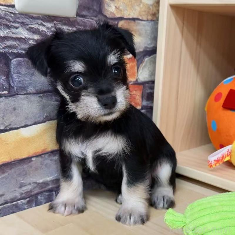 販売中の東京都のミックス犬-428059の4枚目