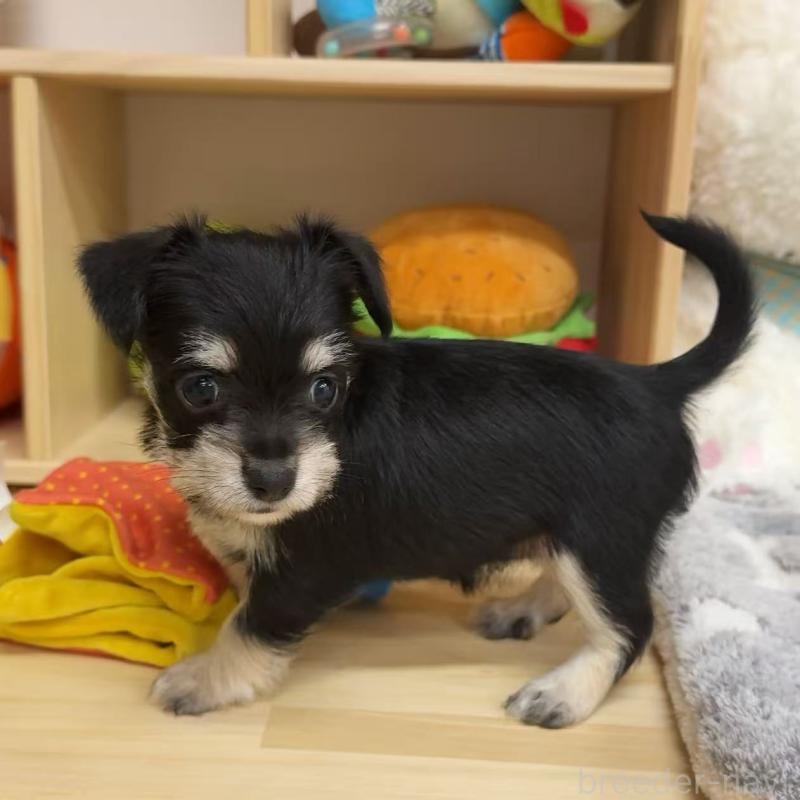 販売中の東京都のミックス犬-428059の3枚目