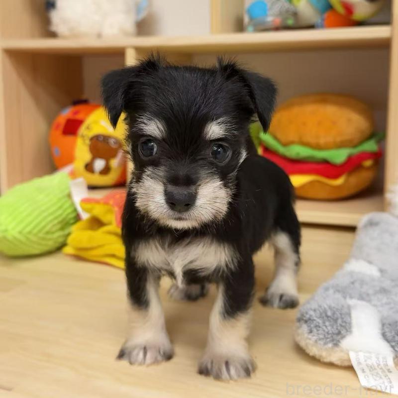 販売中の東京都のミックス犬-428059の1枚目