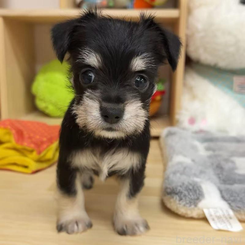 販売中の東京都のミックス犬-428059の2枚目