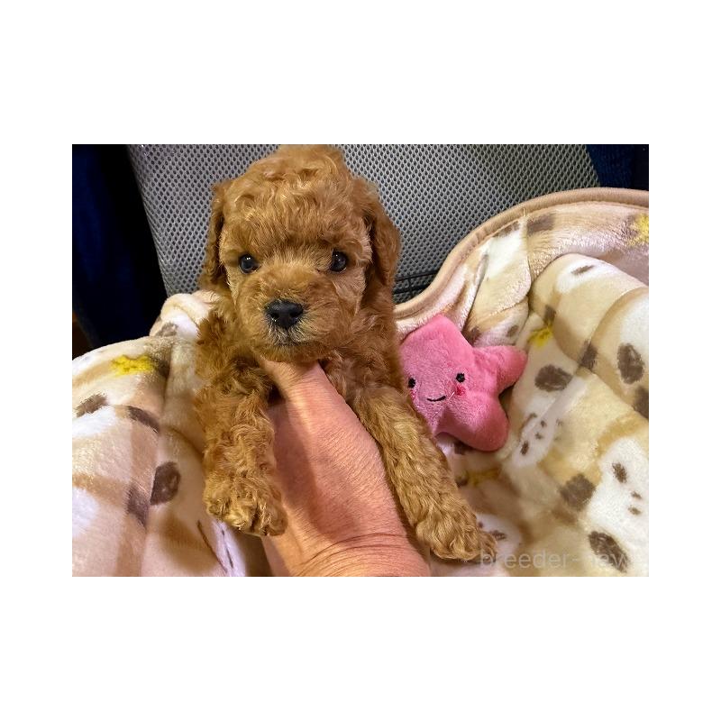 販売中の和歌山県のトイプードル-428049の4枚目