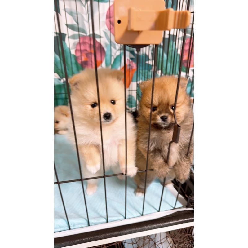 販売中の岡山県のポメラニアン-425750の2枚目