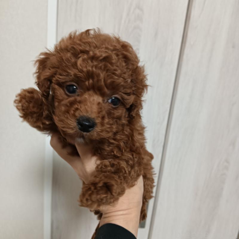 販売中の山口県のタイニープードル-428048の1枚目