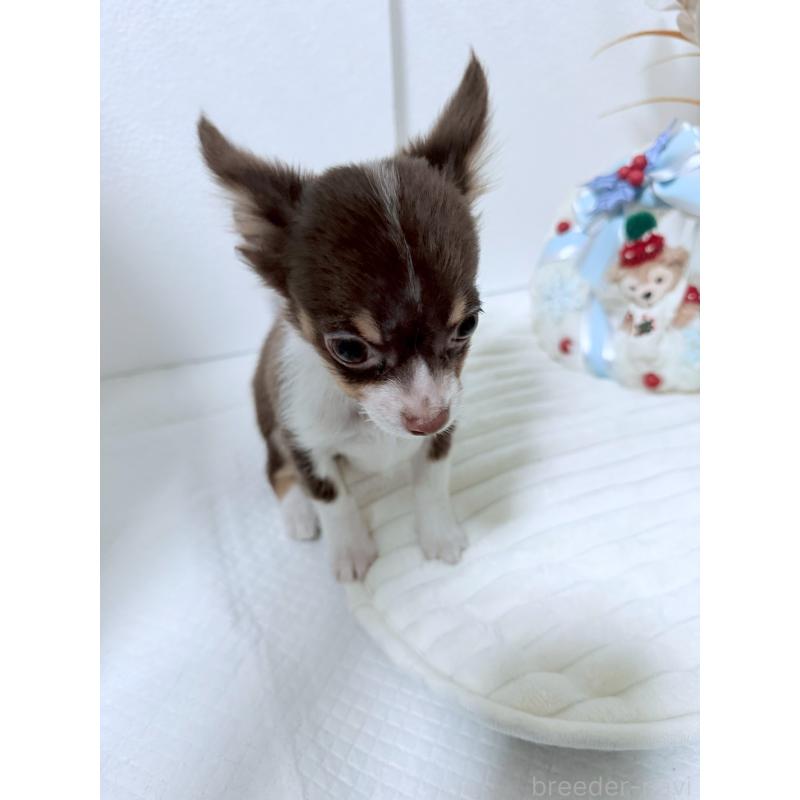 販売中の福岡県のチワワ(ロングコート)-419199の4枚目