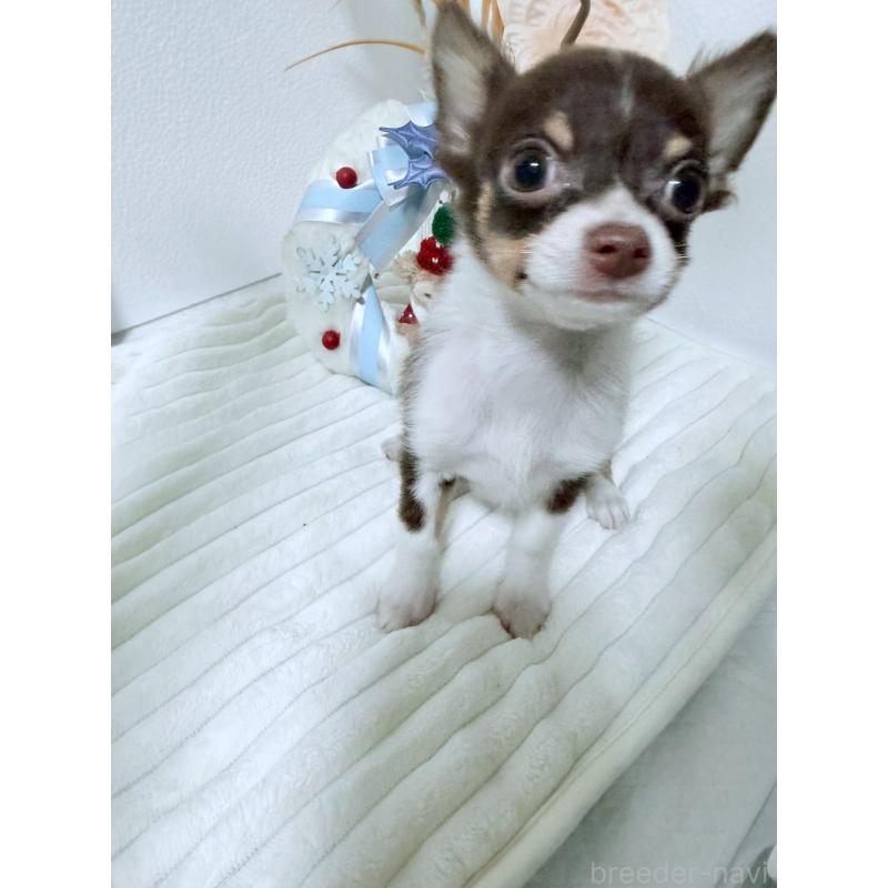 販売中の福岡県のチワワ(ロングコート)-419199の3枚目