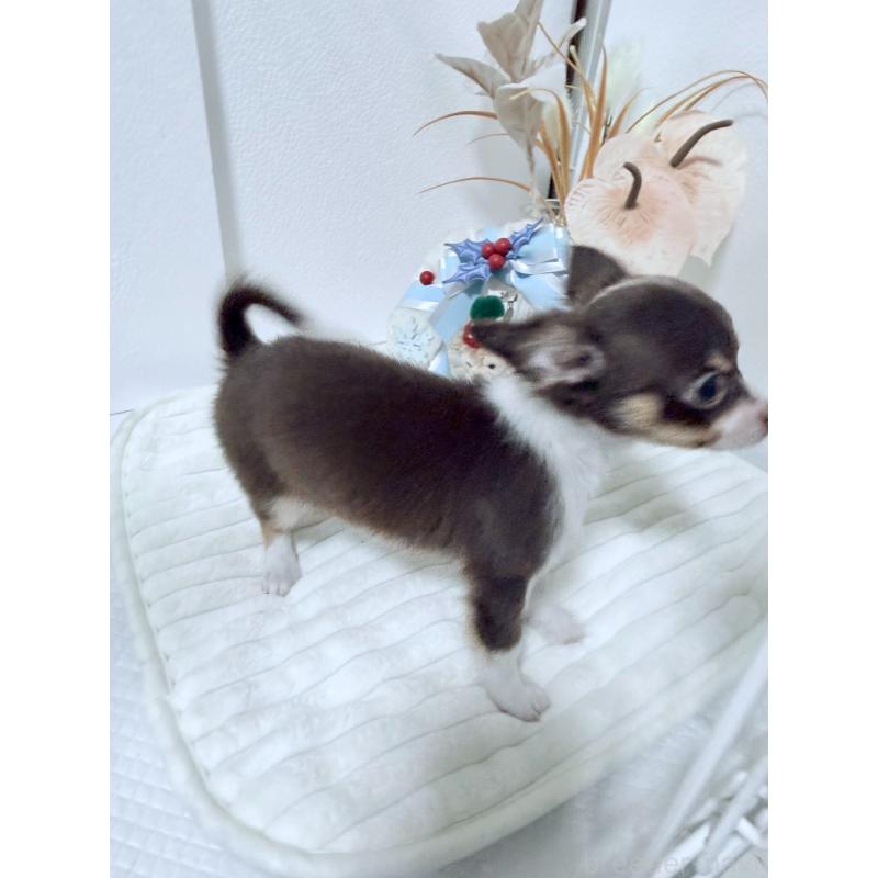 販売中の福岡県のチワワ(ロングコート)-419199の2枚目