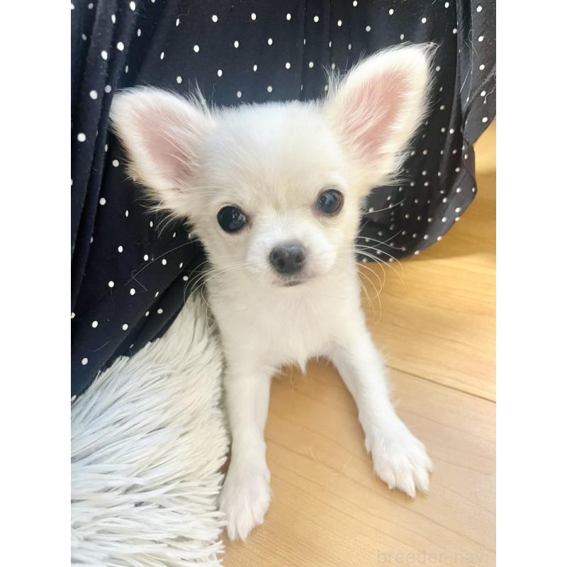 販売中の愛知県のチワワ(ロングコート)-419717の3枚目