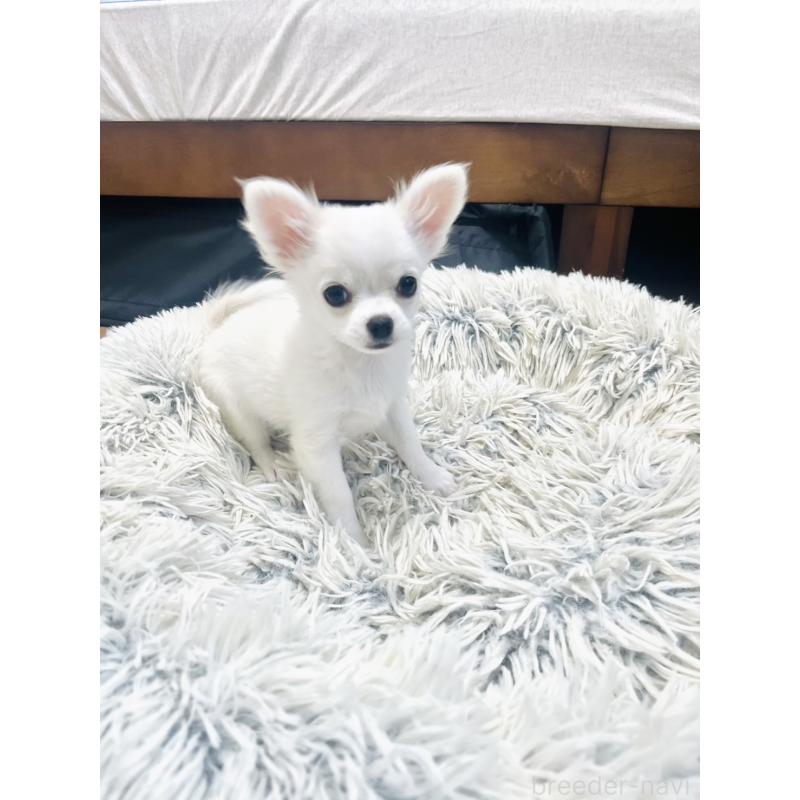 販売中の愛知県のチワワ(ロングコート)-419717の2枚目