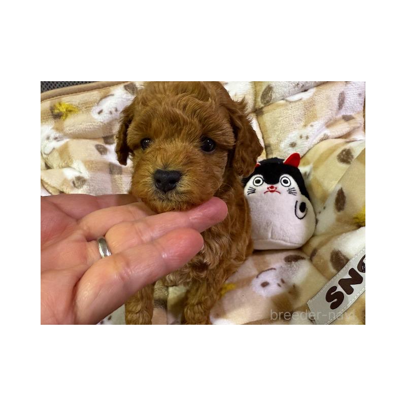 販売中の和歌山県のトイプードル-428050の4枚目