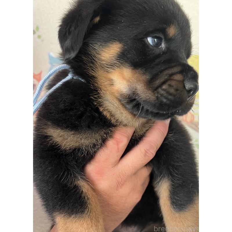 販売中の愛知県のロットワイラー-420737の3枚目