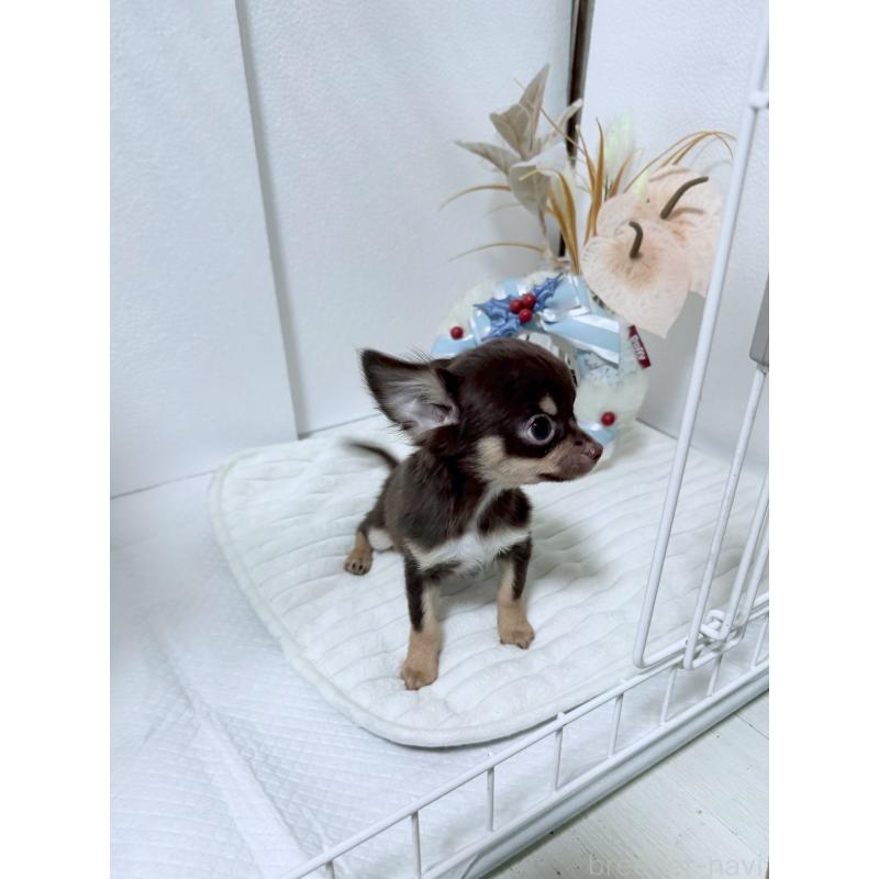 販売中の福岡県のチワワ(ロングコート)-419181の4枚目