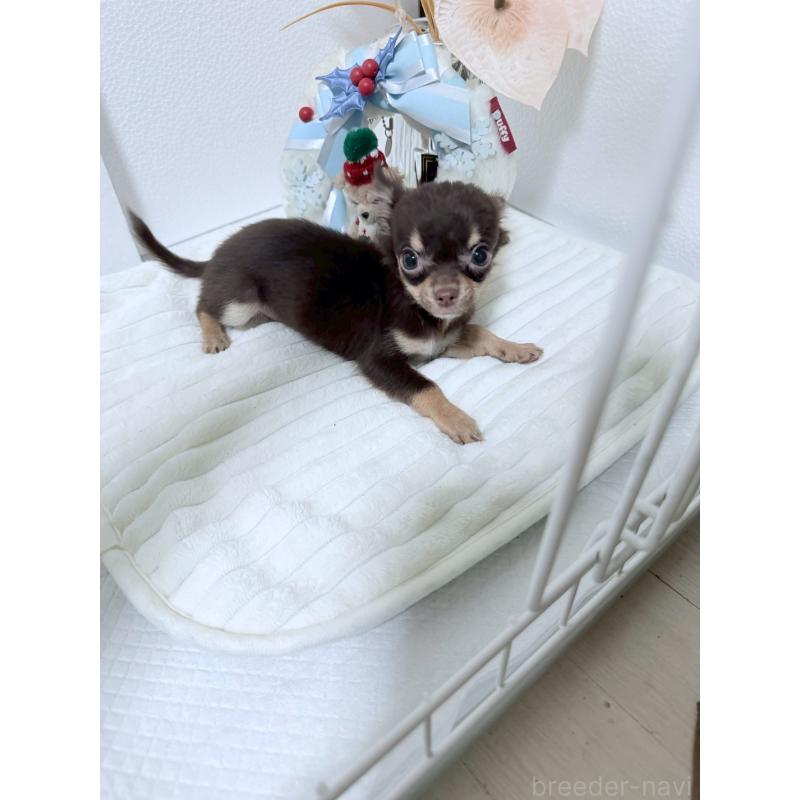 販売中の福岡県のチワワ(ロングコート)-419181の3枚目