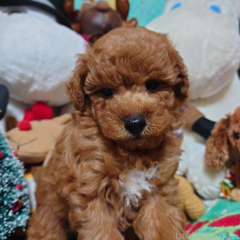 販売中の福岡県のトイプードル-419588の5枚目