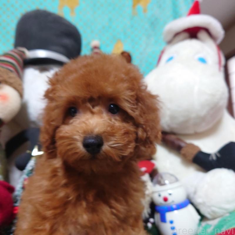 販売中の福岡県のトイプードル-419588の4枚目