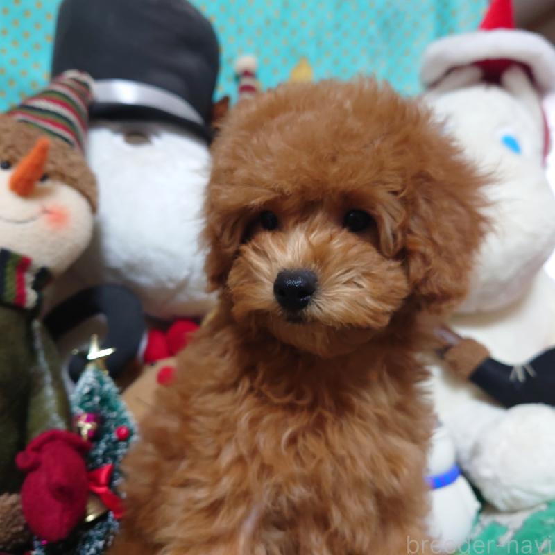 販売中の福岡県のトイプードル-419588の2枚目