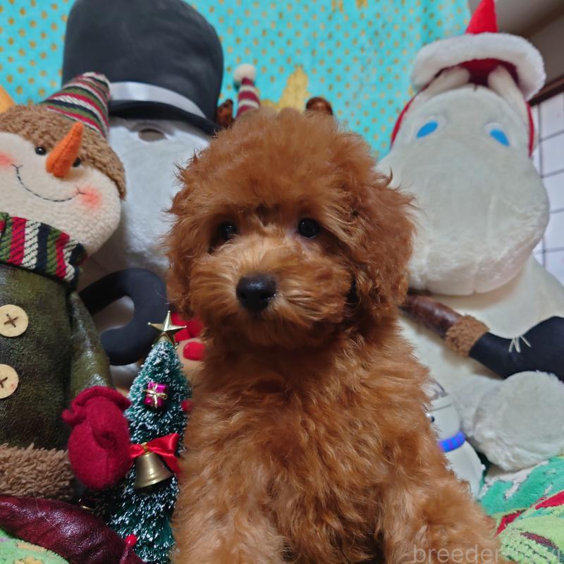 販売中の福岡県のトイプードル-419736の1枚目